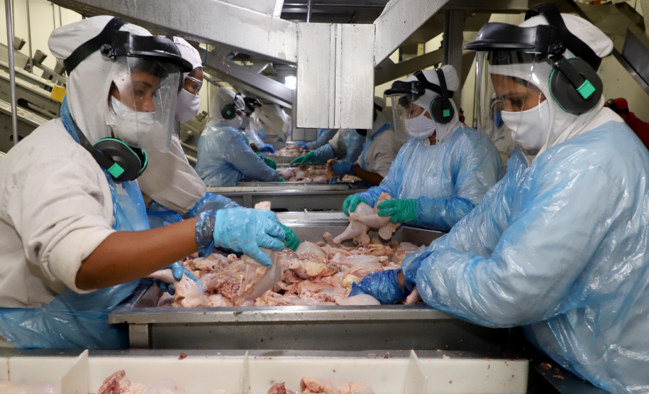Líder nacional na produção de carne de frango, Paraná bate novo recorde trimestral