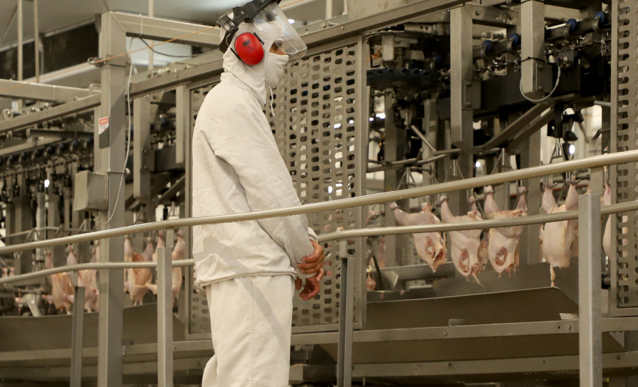Líder nacional na produção de carne de frango, Paraná bate novo recorde trimestral