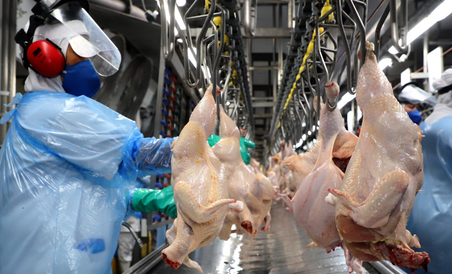 Líder nacional na produção de carne de frango, Paraná bate novo recorde trimestral