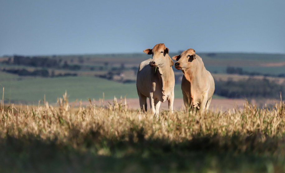 Campanha de Atualização de Rebanhos termina na sexta-feira (30)