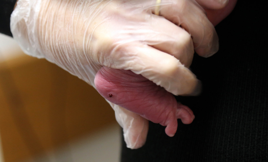 Estado capacita técnicos e profissionais de saúde para o teste do pezinho