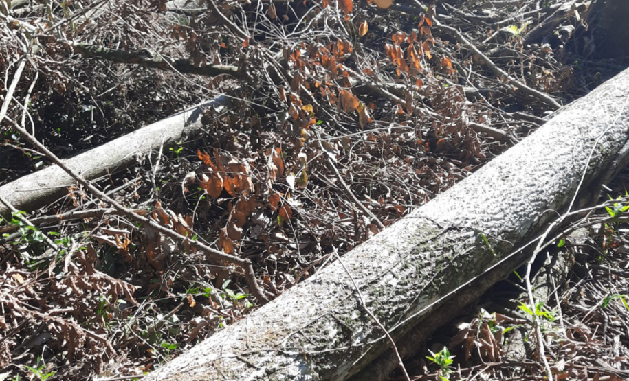 Fiscalização Sudoeste IAT