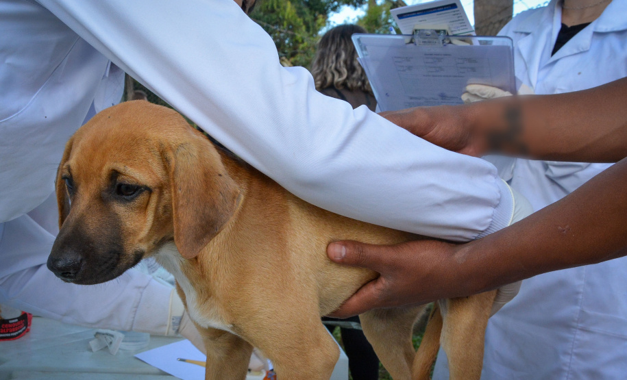 Cães de rua do Complexo Penitenciário de Piraquara recebem atendimento básico e participarão da feira de adoção da Universidade Positivo, em Curitiba