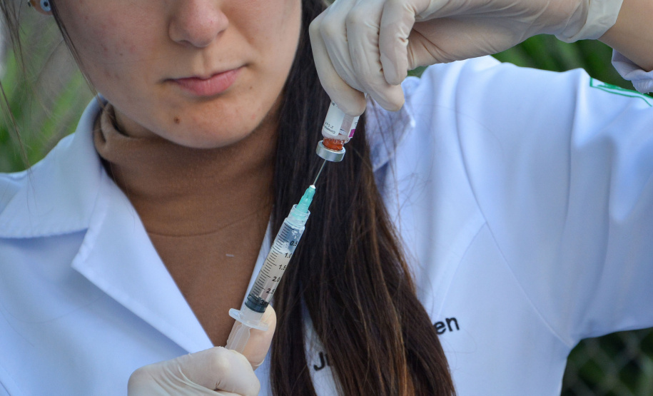 Cães de rua do Complexo Penitenciário de Piraquara recebem atendimento básico e participarão da feira de adoção da Universidade Positivo, em Curitiba