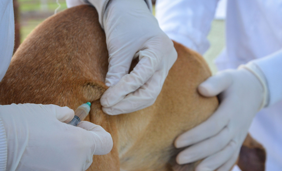 Cães de rua do Complexo Penitenciário de Piraquara recebem atendimento básico e participarão da feira de adoção da Universidade Positivo, em Curitiba