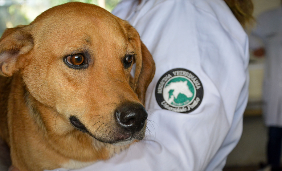 Cães de rua do Complexo Penitenciário de Piraquara recebem atendimento básico e participarão da feira de adoção da Universidade Positivo, em Curitiba
