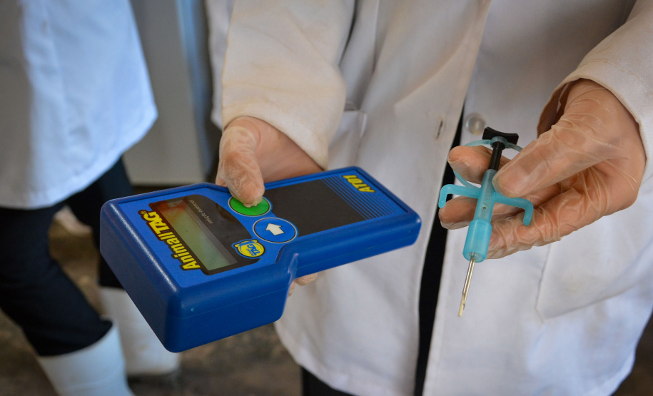 Cães de rua do Complexo Penitenciário de Piraquara recebem atendimento básico e participarão da feira de adoção da Universidade Positivo, em Curitiba