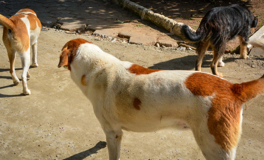 Cães de rua do Complexo Penitenciário de Piraquara recebem atendimento básico e participarão da feira de adoção da Universidade Positivo, em Curitiba