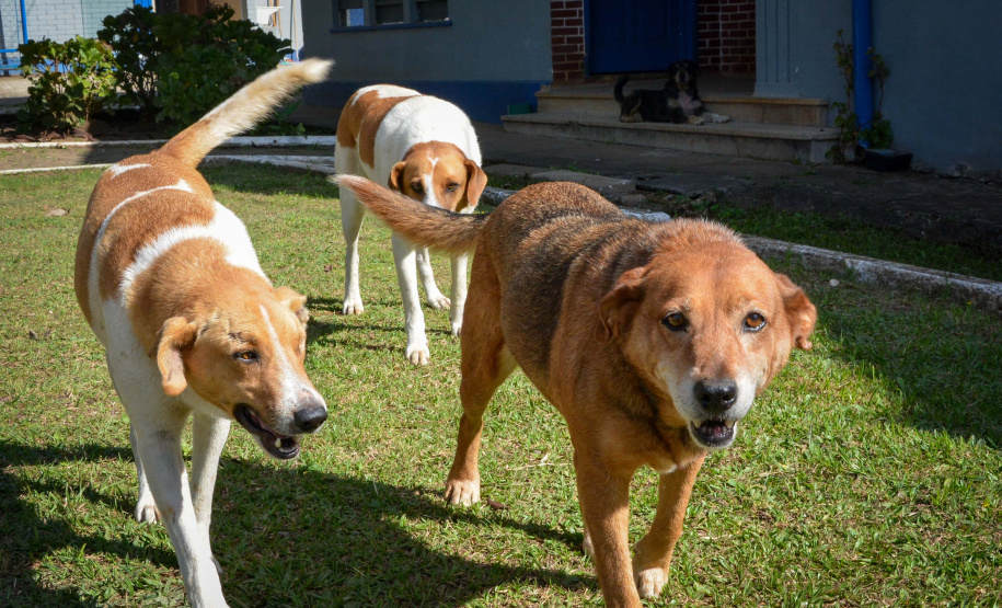 Cães de rua do Complexo Penitenciário de Piraquara recebem atendimento básico e participarão da feira de adoção da Universidade Positivo, em Curitiba
