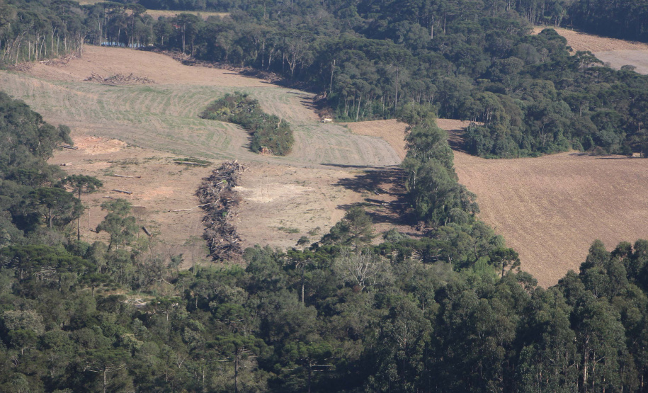Polícia Militar apreende mais de 490 metros cúbicos de madeira ilegal durante operação