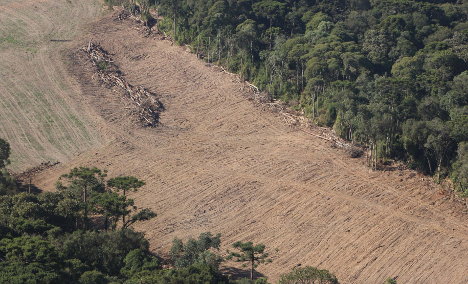Polícia Militar apreende mais de 490 metros cúbicos de madeira ilegal durante operação
