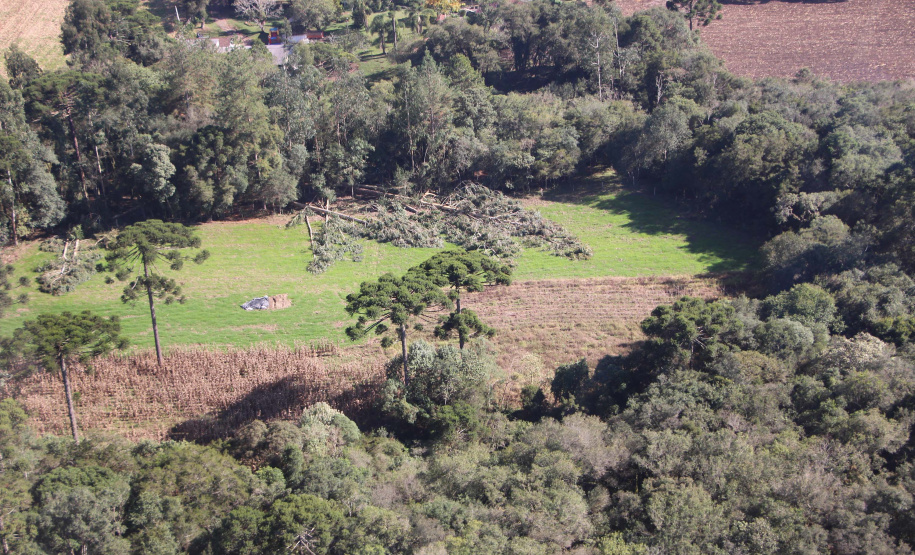 Polícia Militar apreende mais de 490 metros cúbicos de madeira ilegal durante operação
