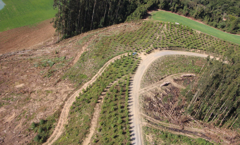 Polícia Militar apreende mais de 490 metros cúbicos de madeira ilegal durante operação