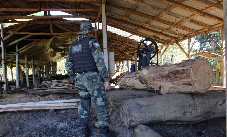 Polícia Militar apreende mais de 490 metros cúbicos de madeira ilegal durante operação
