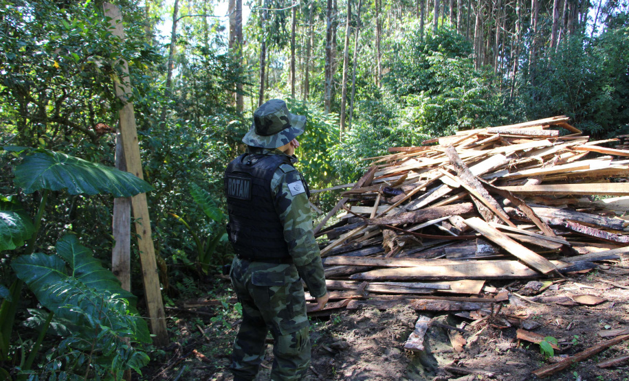 Polícia Militar apreende mais de 490 metros cúbicos de madeira ilegal durante operação
