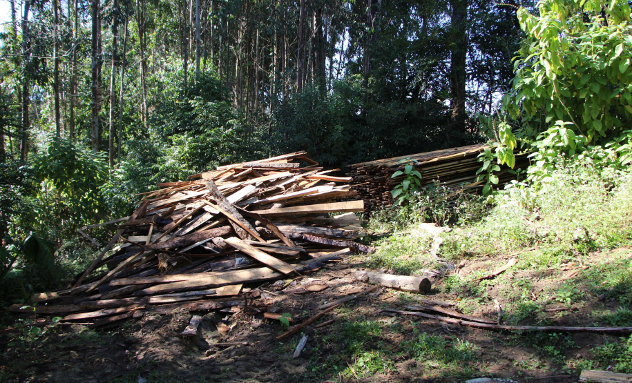 Polícia Militar apreende mais de 490 metros cúbicos de madeira ilegal durante operação