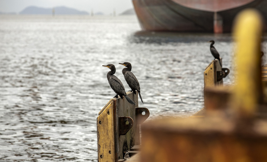 Portos do Paraná são as melhores opções para exportações no Estado