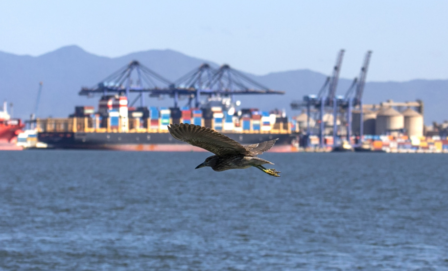 Portos do Paraná são as melhores opções para exportações no Estado