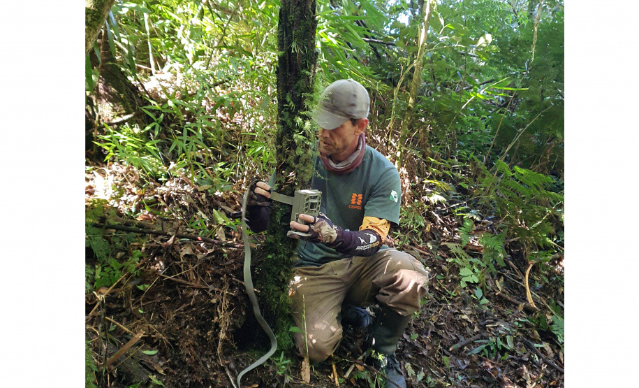 Estudo registra populações de grandes mamíferos em áreas da Copel na Serra do Mar