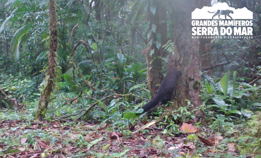 Estudo registra populações de grandes mamíferos em áreas da Copel na Serra do Mar