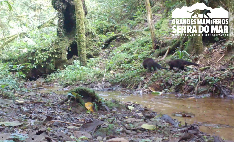 Estudo registra populações de grandes mamíferos em áreas da Copel na Serra do Mar