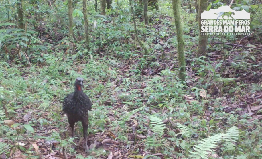 Estudo registra populações de grandes mamíferos em áreas da Copel na Serra do Mar