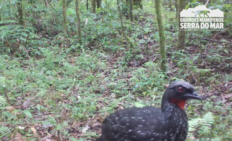 Estudo registra populações de grandes mamíferos em áreas da Copel na Serra do Mar