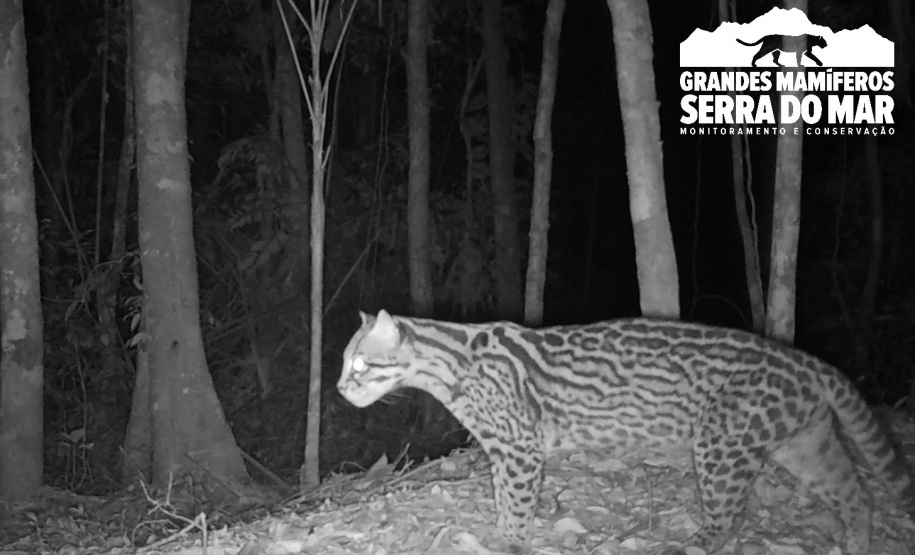 Estudo registra populações de grandes mamíferos em áreas da Copel na Serra do Mar