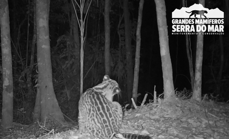 Estudo registra populações de grandes mamíferos em áreas da Copel na Serra do Mar