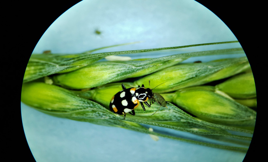 Pragas agrícolas: aplicativo facilita identificação de inimigos naturais