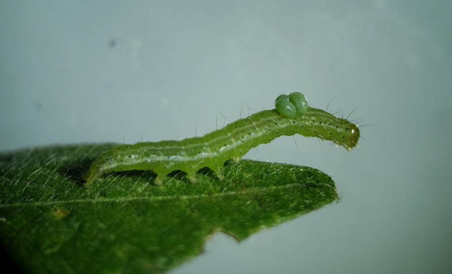 Pragas agrícolas: aplicativo facilita identificação de inimigos naturais