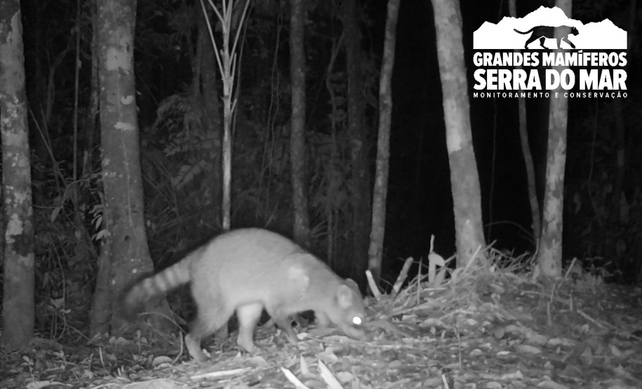 Estudo registra populações de grandes mamíferos em áreas da Copel na Serra do Mar