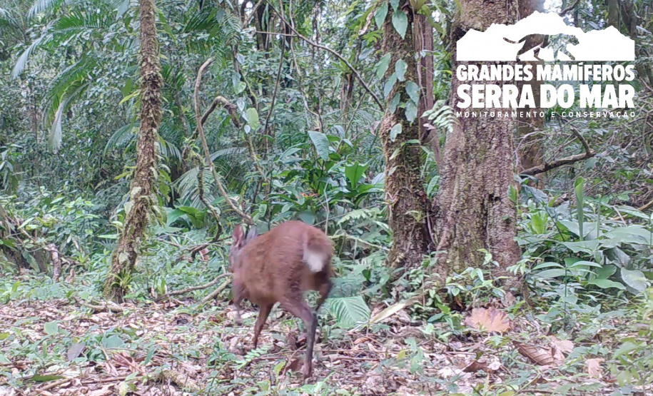 Estudo registra populações de grandes mamíferos em áreas da Copel na Serra do Mar