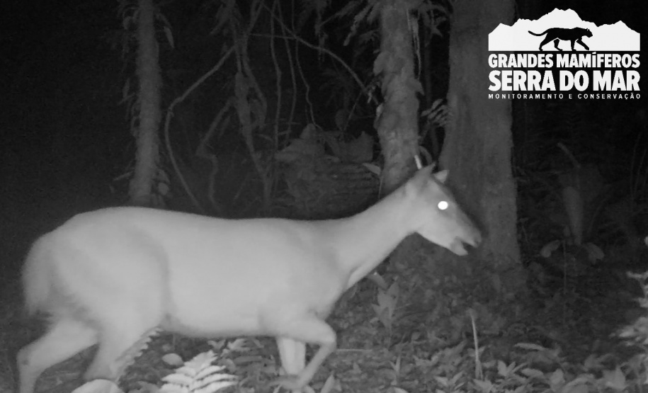 Estudo registra populações de grandes mamíferos em áreas da Copel na Serra do Mar