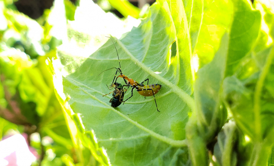 Pragas agrícolas: aplicativo facilita identificação de inimigos naturais