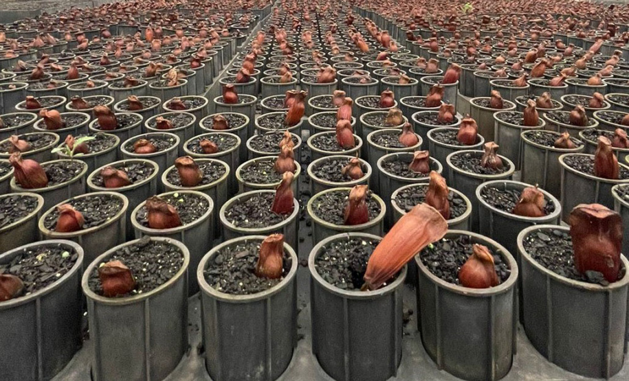 Dia da Araucária: viveiros do IAT produziram mais de meio milhão de mudas da espécie desde 2019