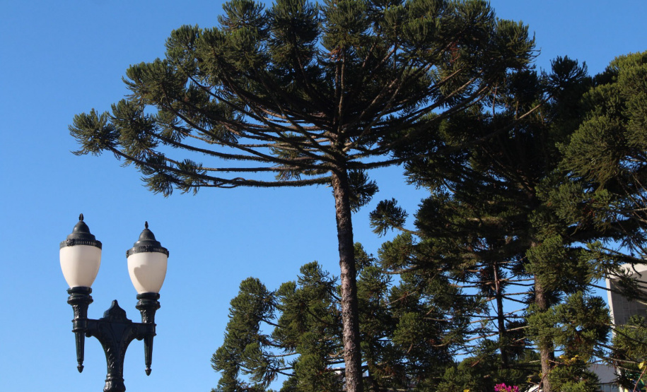 Dia da Araucária: viveiros do IAT produziram mais de meio milhão de mudas da espécie desde 2019