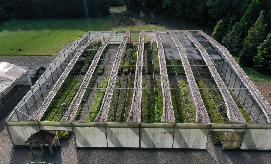Dia da Araucária: viveiros do IAT produziram mais de meio milhão de mudas da espécie desde 2019