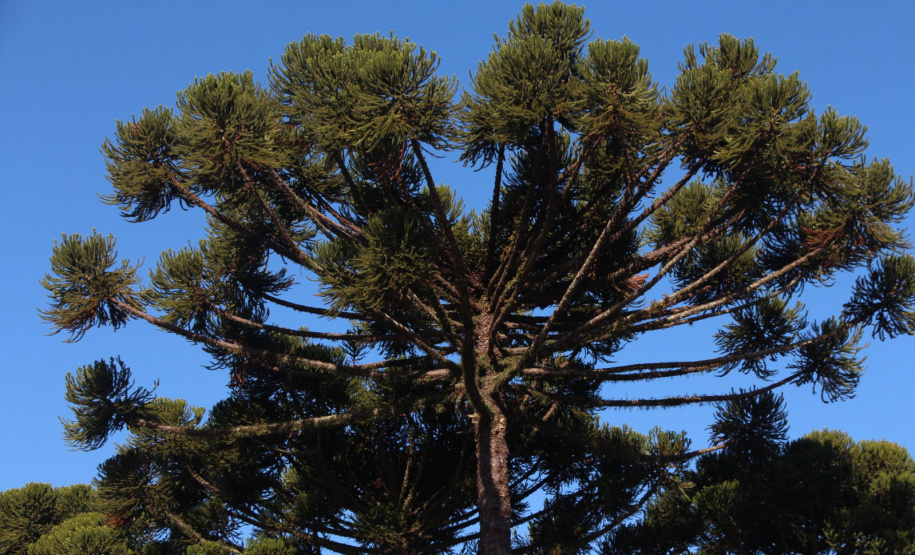 Dia da Araucária: viveiros do IAT produziram mais de meio milhão de mudas da espécie desde 2019
