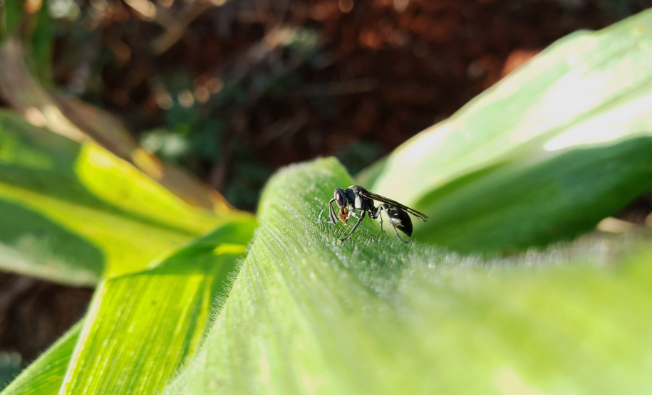 Pragas agrícolas: aplicativo facilita identificação de inimigos naturais