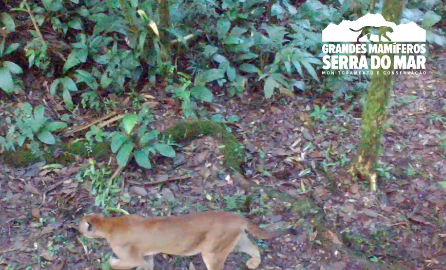 Estudo registra populações de grandes mamíferos em áreas da Copel na Serra do Mar