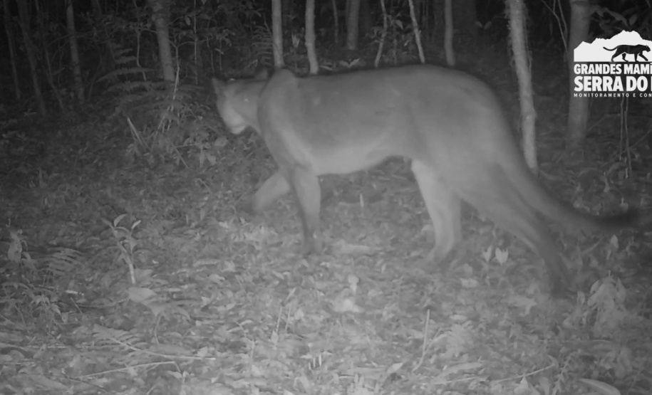 Estudo registra populações de grandes mamíferos em áreas da Copel na Serra do Mar