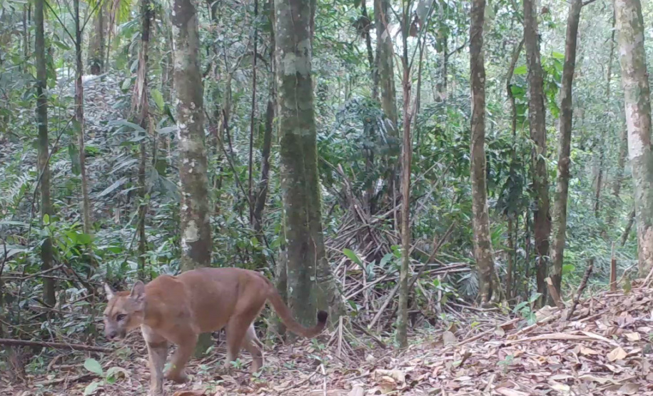 Estudo registra populações de grandes mamíferos em áreas da Copel na Serra do Mar