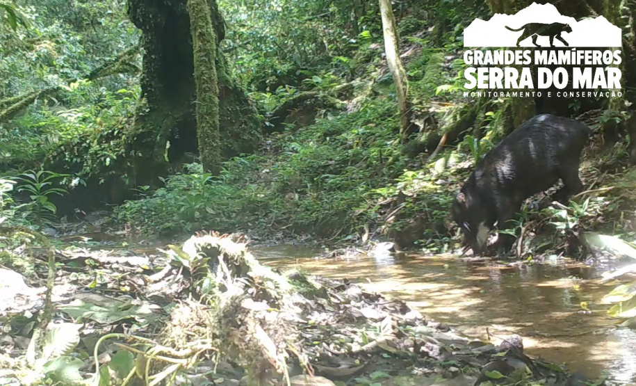 Estudo registra populações de grandes mamíferos em áreas da Copel na Serra do Mar