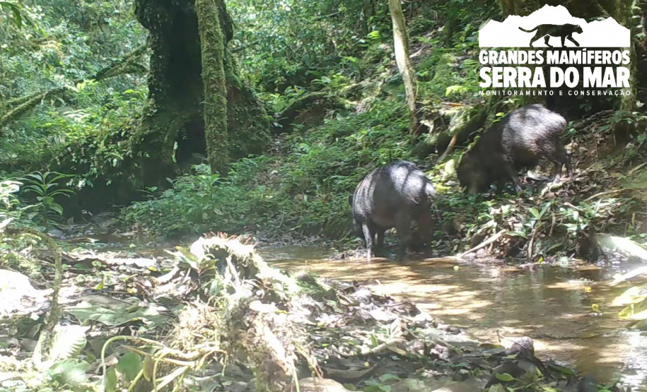Estudo registra populações de grandes mamíferos em áreas da Copel na Serra do Mar