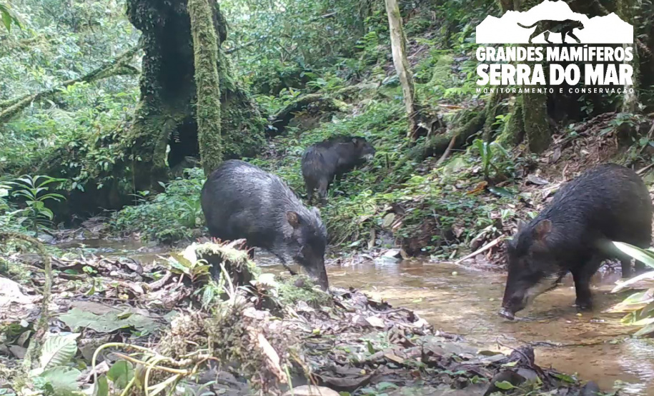 Estudo registra populações de grandes mamíferos em áreas da Copel na Serra do Mar