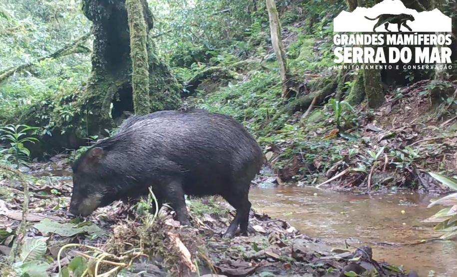 Estudo registra populações de grandes mamíferos em áreas da Copel na Serra do Mar