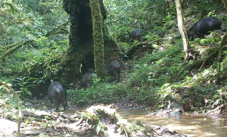Estudo registra populações de grandes mamíferos em áreas da Copel na Serra do Mar