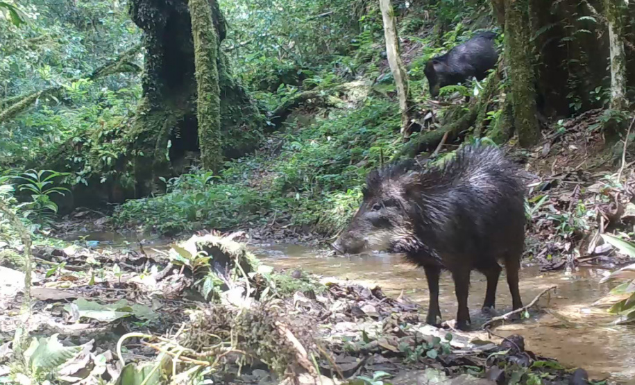Estudo registra populações de grandes mamíferos em áreas da Copel na Serra do Mar