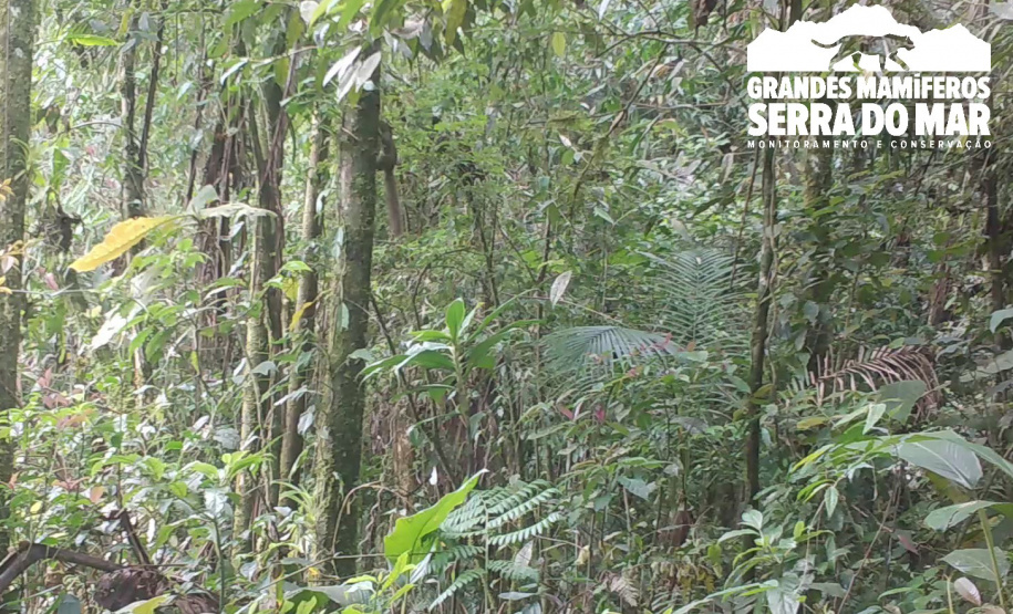 Estudo registra populações de grandes mamíferos em áreas da Copel na Serra do Mar